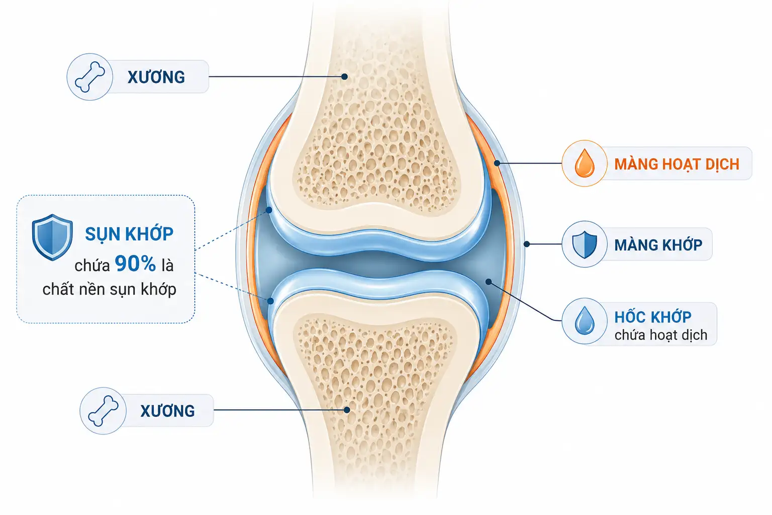 Cấu trúc khớp hoạt dịch sinh học _ Luong Trang